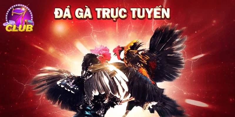 Trải nghiệm người chơi ĐÁ GÀ SAO789